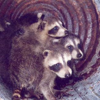 Raccoons found in a fireplace