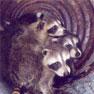 Raccoons found in a fireplace